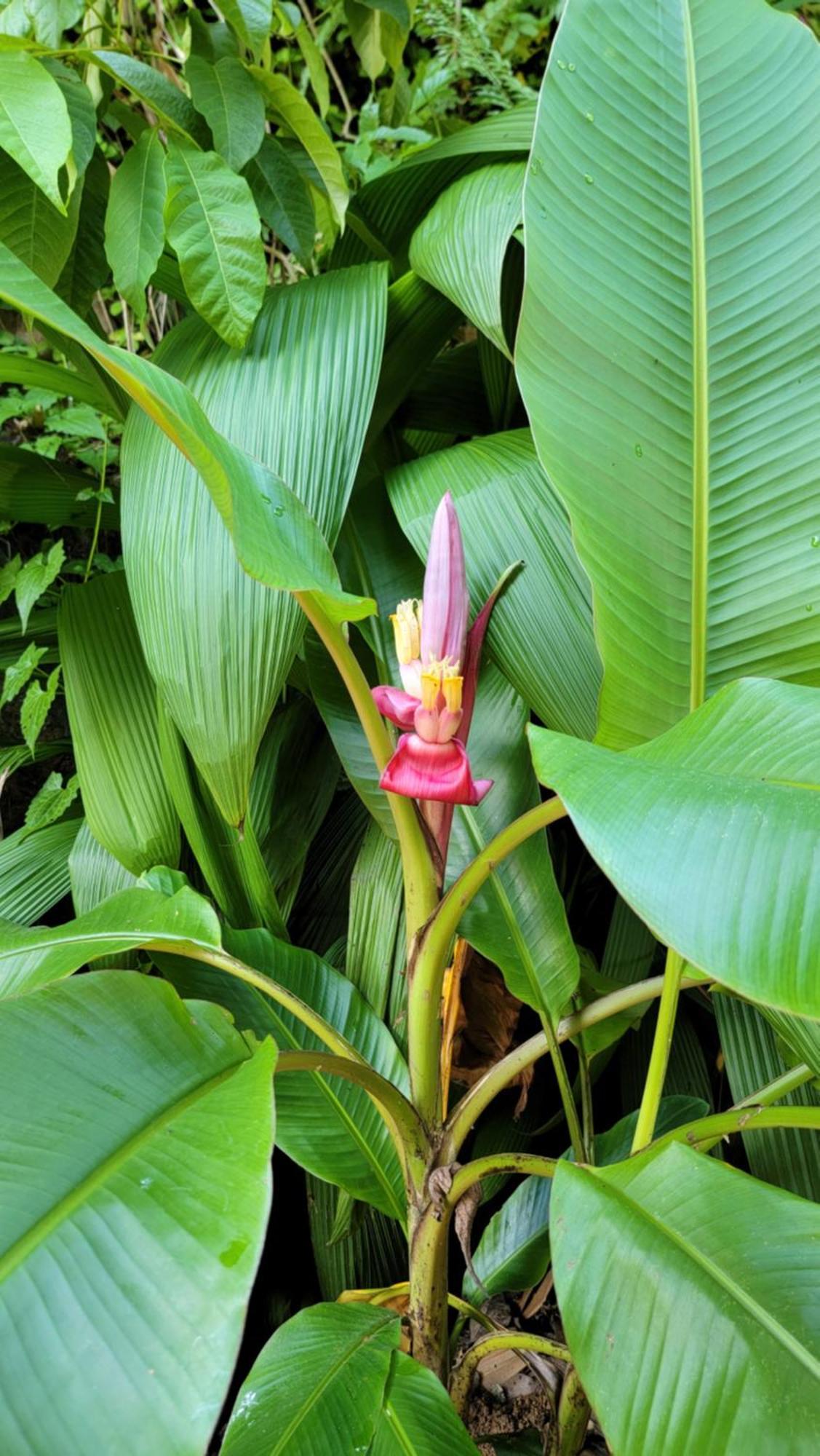 Pinnacle Of Everything Kandy Bagian luar foto